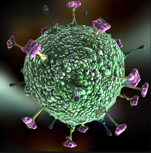 nipah virus