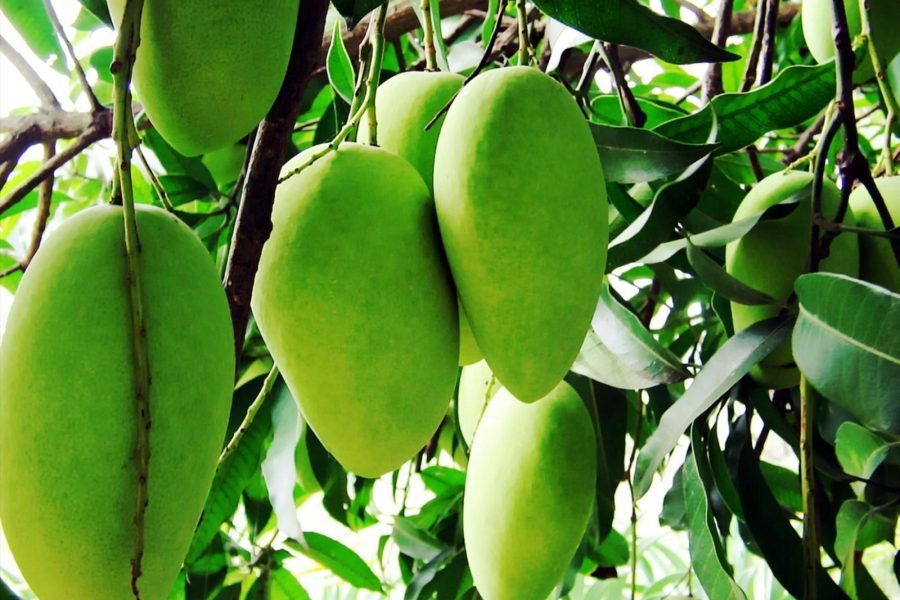 Farm produce accumulates pesticides: what should you avoid?