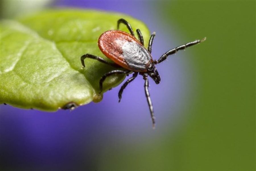 Zika, Lyme drive big increase in bug-borne disease